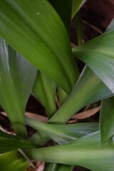 Obraz premium close up of green leaves