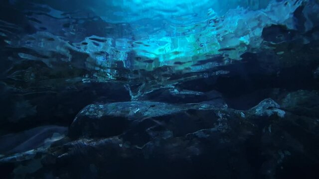 A pair of red-tailed catfish that swim under the blue and tranquil waters and bite their companions
