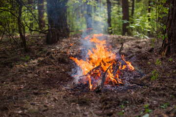 Camp-fire in the forest.