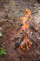 Camp-fire in the forest.