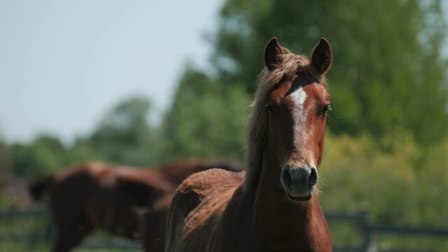 Chestnut horse with white mark on forehead looks at camera