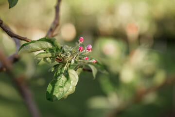 Flowering tree with buds, flowers and leaves.
