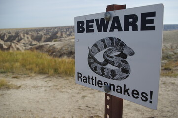 Rattle Snake