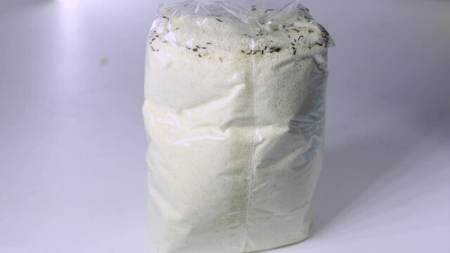 Flour beetle Tribolium confusum in a plastic bag with semolina. Small brown bugs are pests in food. Food infected with parasites.