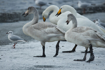 Birds in Iceland Whooper swan young and old