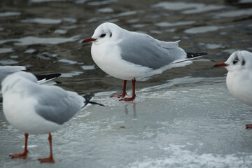 Birds in iceland Black-headed gull at winter
