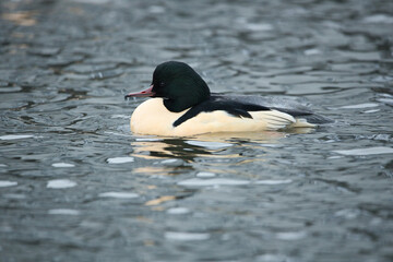 Birds in iceland Common merganser male