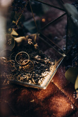 nature, animal, macro, insect, closeup, plant, tree, brown, bug, green, winter, wildlife, wild, nest, forest, spider, branch, rings, wedding