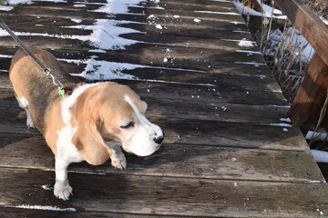 dog on the dock