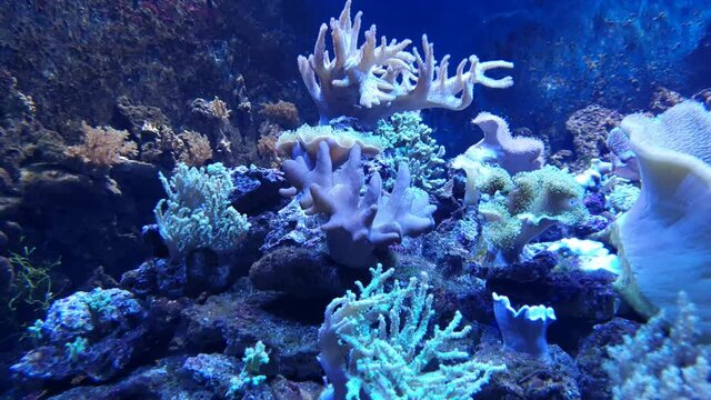 Aquarium coral and anemone colony