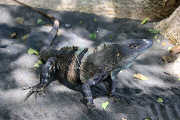 iguana on the rock at the beach