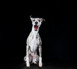 Lustiges Porträt eines Whippet-Hundes auf isoliertem schwarzen Hintergrund