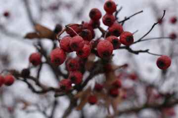 berries in snow