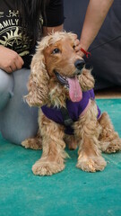 Dogs competition and beauty 