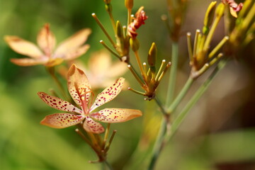 Flor em Parque
