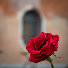 Red rose in Venice