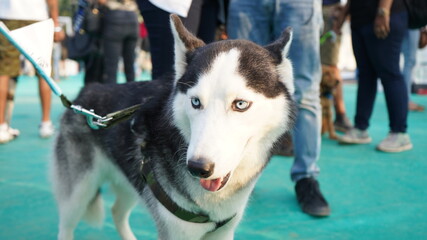 Dogs competition and beauty 