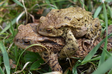 frog in the grass