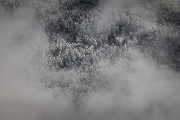 snow on pine trees with clouds