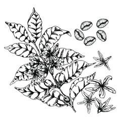 Vector illustration of the Coffee tree with leaves, flowers and beans. Botanical sketch. Hand drawing on white background