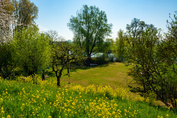 Fototapeta premium Spring nature landscape with yellow blossom of rapeseed plants in Betuwe, Gelderland, Netherlands