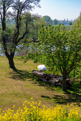 Spring nature landscape with yellow blossom of rapeseed plants in Betuwe, Gelderland, Netherlands