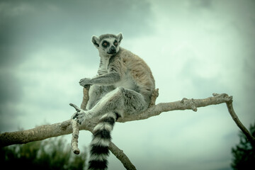 Photo of a beautiful lemur