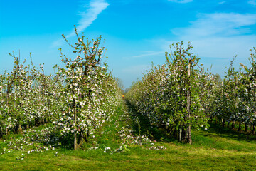 Fototapeta premium Rows with blossoming apple fruit trees in springtime in farm orchards, Betuwe, Netherlands