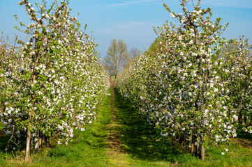Plakat Rows with blossoming apple fruit trees in springtime in farm orchards, Betuwe, Netherlands
