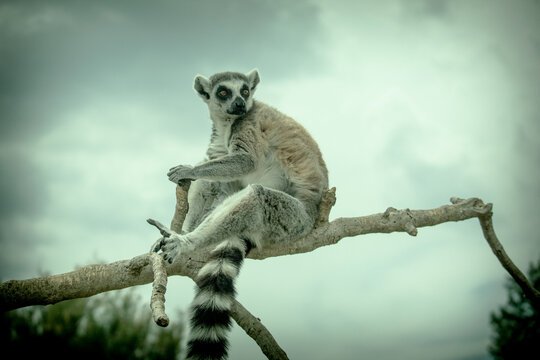 Photo of a beautiful lemur