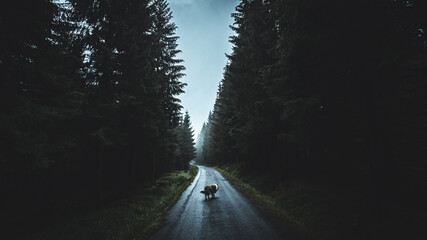 Dog happily walking on road in the moody autumn forest, in Jizerske hory