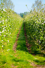 Rows with blossoming apple fruit trees in springtime in farm orchards, Betuwe, Netherlands
