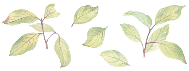watercolor leaves on a branch. Isolated leaves on a white background. botanical watercolor set. Leaves for cards, design, print.