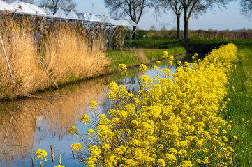 Yellow blossom of rapeseed plant in spring, source of vegetable oil and protein meal