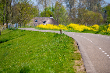 Spring nature landscape with yellow blossom of rapeseed plants in Betuwe, Gelderland, Netherlands