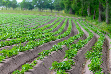 Young potato plants growing on farm field in springtime