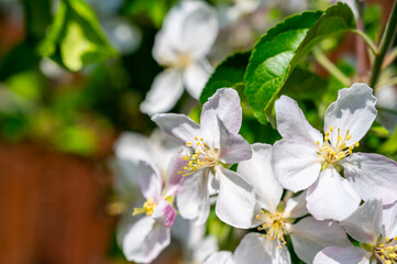 White blossom of apple tree close up