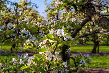 Rows with plum or pear trees with white blossom in springtime in farm orchards, Betuwe, Netherlands
