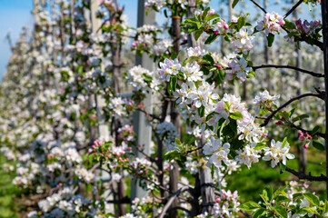 Rows with blossoming apple fruit trees in springtime in farm orchards, Betuwe, Netherlands