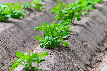 Young potato plants growing on farm field in springtime