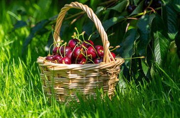 Basket with new harvest of big dark ripe cherries on cherry trees plantation in Netherland