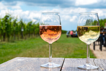 Tasting of Dutch rose and dry white wine on vineyard in summer