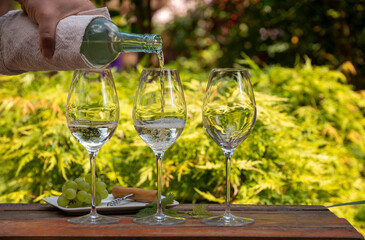 White wine tasting on winery, pouring of cold dry wine in glasses outdoor in sunny day