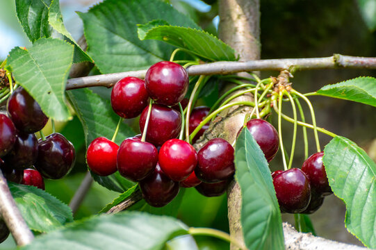 Big dark ripe cherries on cherry trees plantation in Netherland