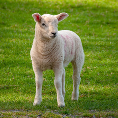 Naklejka na ściany i meble Lamb in field