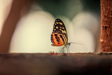 butterfly on a flower