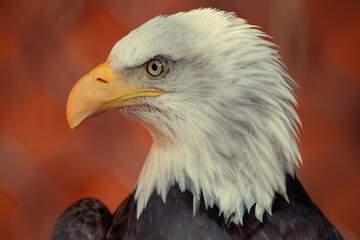 american bald eagle
