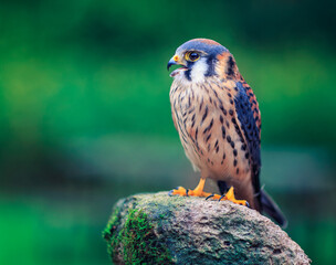 American kestrel