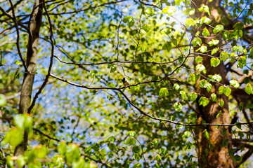 Fototapeta na wymiar Bird on green tree branches on a sunny day