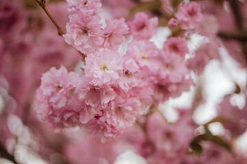Spring Sakura blossoms, pink flowers.